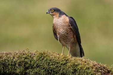Vahşi Erkek Avrasya Atmaca (Accipter nisus). Toplama noktasında. İskoçya, İngiltere 'de çekildi..