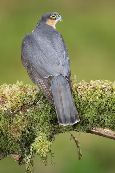 Wild Male Eurasian Gavilán (Accipter nisus). En su poste de desplume. Tomado en Escocia, Reino Unido . — Foto de Stock
