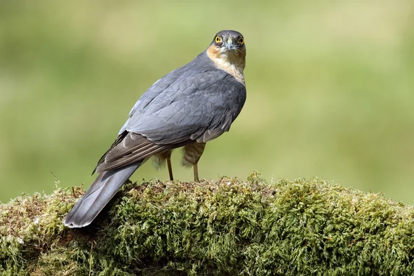 Wild Male Eurasian Sparrowhawk (Accipter nisus). On its plucking post. Taken in Scotland, UK. — Stock Photo, Image