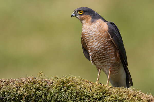 Wild Male Eurasian Sparrowhawk (Accipter nisus). On its plucking post. Taken in Scotland, UK.