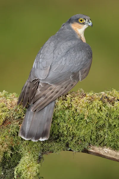 Wilde mannelijke Euraziatische Sparrowhawk (Accipter nisus). Op zijn plukpaal. Genomen in Schotland, VK. — Stockfoto