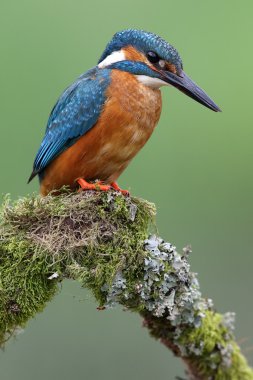 Vahşi Kingfisher (Alcedo at this) yeşil arka planlı portresi. İskoçya 'da çekildi.