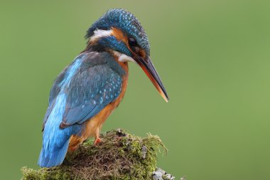 Vahşi Kingfisher (Alcedo at this) yeşil arka planlı portresi. İskoçya 'da çekildi.