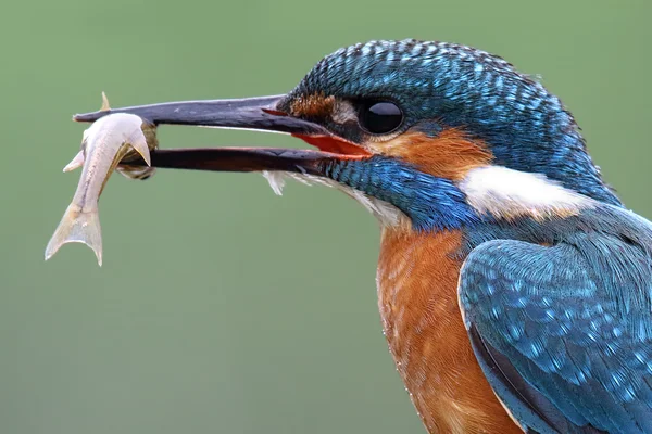 Wild Common Kingfisher (Alcedo atthis) retrato com fundo verde. Tomado na Escócia . — Fotografia de Stock