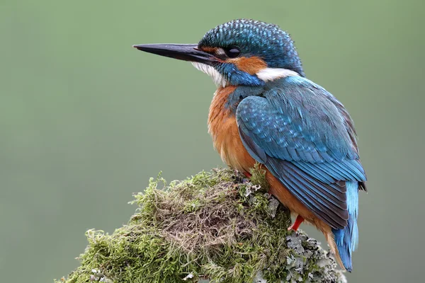 Wild Common Kingfisher (Alcedo atthis) portrait with green background. Taken in Scotland. — Stock Photo, Image