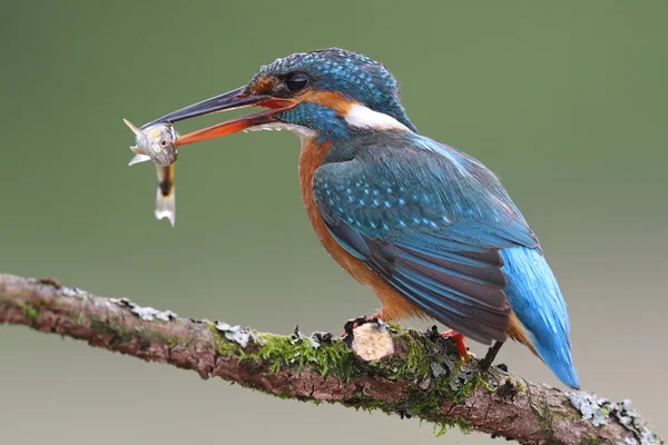 Wild Common Kingfisher (Alcedo atthis) portrait with green background. Taken in Scotland. — Stock Photo, Image