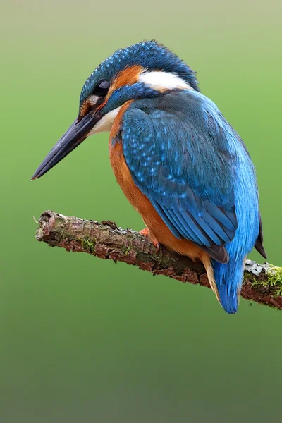 Wild Common Kingfisher (Alcedo atthis) portrait with green background. Taken in Scotland. — Stock Photo, Image