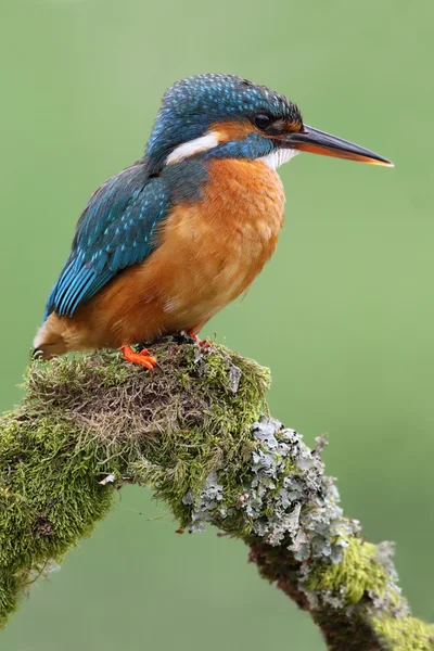 Vahşi Kingfisher (Alcedo at this) yeşil arka planlı portresi. İskoçya 'da çekildi.