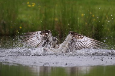Vahşi sorguç (Pandion haliaetus) Aviemore Highland, İskoçya Balık tutma.