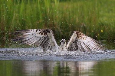 Vahşi sorguç (Pandion haliaetus) Aviemore Highland, İskoçya Balık tutma.