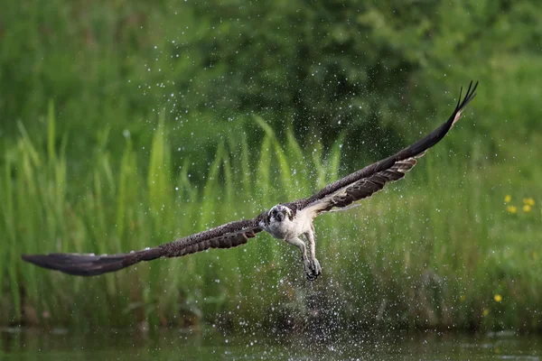 Wild Osprey (Pandion haliaetus) fishing in Aviemore, Highland, Scotland. — Stock Photo, Image