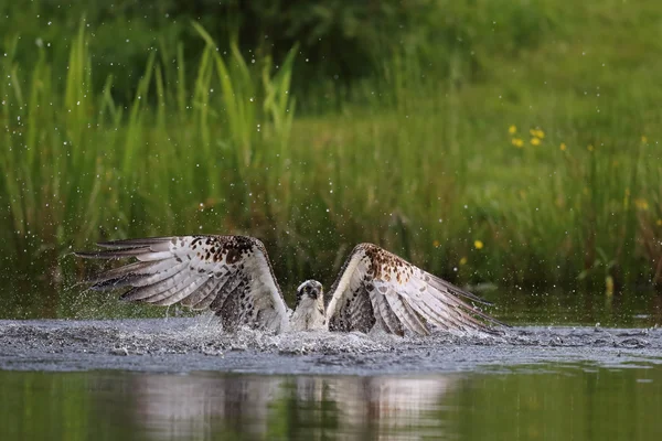 Vilda Fiskgjuse (Pandion haliaetus) fiske i Aviemore, Highland, Skottland. — Stockfoto