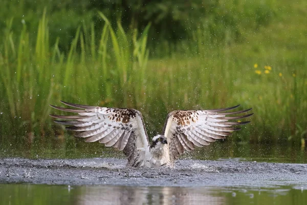 Pesca de Osprey salvaje (Pandion haliaetus) en Aviemore, Highland, Escocia . — Foto de Stock