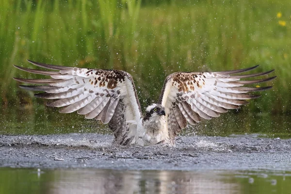 Wild Osprey (Pandion haliaetus) fishing in Aviemore, Highland, Scotland. — Stock Photo, Image