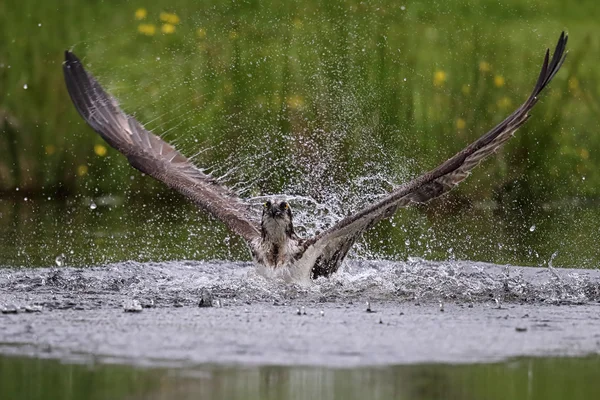 Wild Osprey (Pandion haliaetus) fishing in Aviemore, Highland, Scotland. — Stock Photo, Image