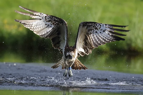 Wild Orlovec říční (Pandion haliaetus) rybolov v Aviemore Highland, Skotsko. — Stock fotografie