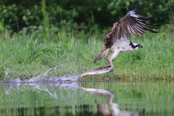 Wild Osprey (Pandion haliaetus) fishing in Rothiemurchus, Highland, Scotland. — Stock Photo, Image