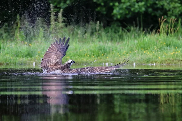 Дикі Osprey (Pandion haliaetus) рибалка в Rothiemurchus, Highland, Шотландія. — стокове фото