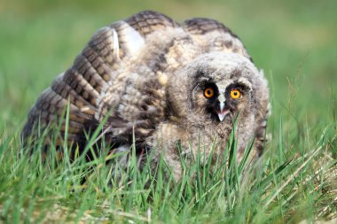 Bir doğal, vahşi uzun kulaklı Owlet (ASIO otus) portre. Gösteren ekran duruş. Angus Glens, İskoçya, İngiltere'de alınan.
