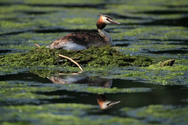 Great Crested Grebe (Podiceps cristatus) on nest with water reflection. Image taken on Forfar Loch Angus, Scotland. 1st July 2015. — Stock Photo, Image