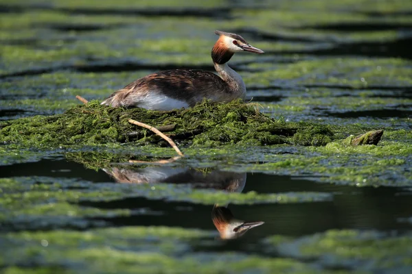 Büyük tepeli batağan (Podiceps cristatus) su yansıması ile yuva üzerinde. FORFAR Loch Angus, İskoçya üzerinde alınan görüntü. 1 Temmuz 2015. — Stok fotoğraf