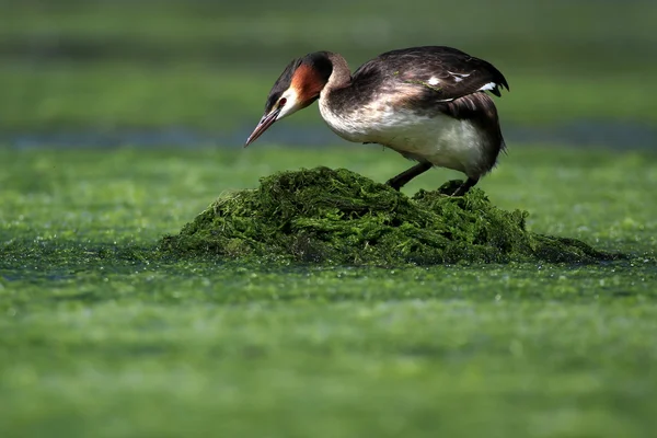 Great Crested Grebe (Podiceps cristatus) stood on green weed nest. Image taken on Forfar Loch Angus, Scotland. 1st July 2015. — Stock Photo, Image