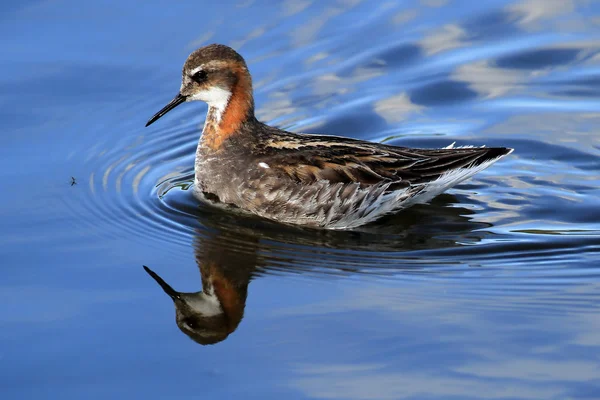 Male Red-necked Phalarope (Phalaropus lobatus). Swimming on blue sky reflected water. Feeding on insects on the waters edge. This image shows a fly on the water about to be eaten. Taken in Scotland. — Stock Photo, Image