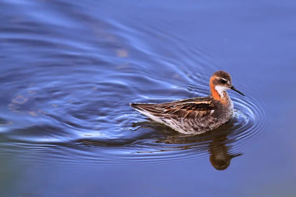 Male Red-necked Phalarope (Phalaropus lobatus). Swimming on blue sky reflected water. Feeding on insects on the waters edge. Image taken in Scotland. — Stock Photo, Image