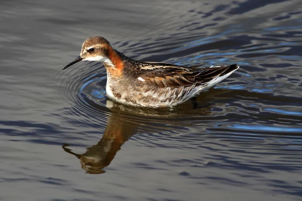 Male Red-necked Phalarope (Phalaropus lobatus). Swimming on blue sky reflected water. Feeding on insects on the waters edge. Image taken in Scotland. — Stock Photo, Image