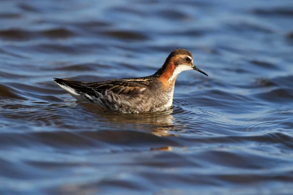 Férfi vékonycsőrű víztaposó (Phalaropus lobatus). A kék égen úszó víz tükrözi. Táplálkozó rovarok, a vizek szélén. Képet hozott Skóciában. — Stock Fotó