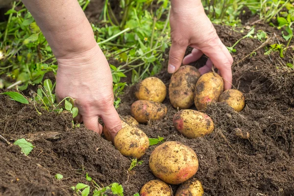 Female hands harvesting fresh potatoes from soil — Stock Photo, Image