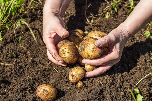 Female hands harvesting fresh potatoes from soil — Stock Photo, Image