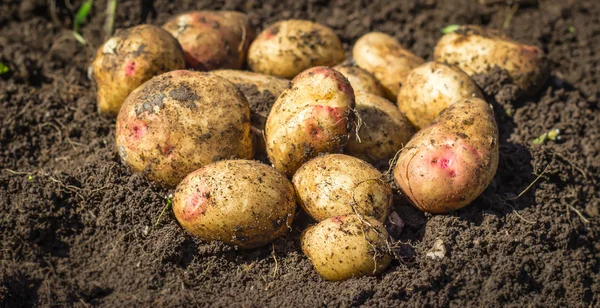 Fresh potatoes on the ground closeup — Stock Photo, Image