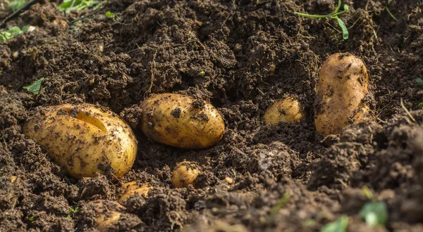 Fresh potatoes in the ground — Stock Photo, Image