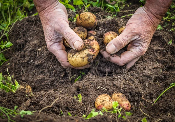 Mãos masculinas colhendo batatas frescas do solo — Fotografia de Stock
