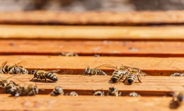 Bienen auf Wabenrahmen — Stockfoto