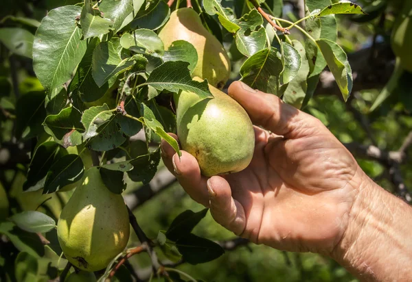Boer hand oogsten peren — Stockfoto