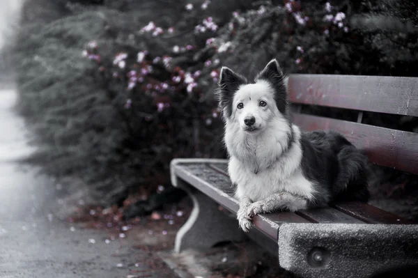 Frontière collie au printemps — Photo