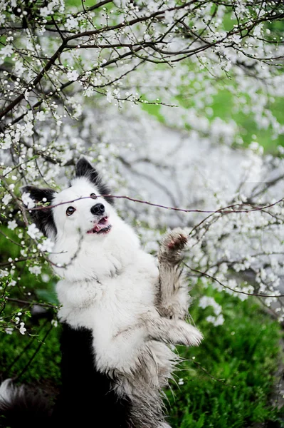 边境牧羊犬在春天 — 图库照片