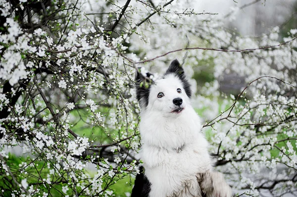 Frontière collie au printemps — Photo