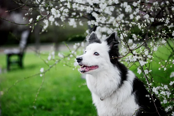 Border collie na wiosnę — Zdjęcie stockowe