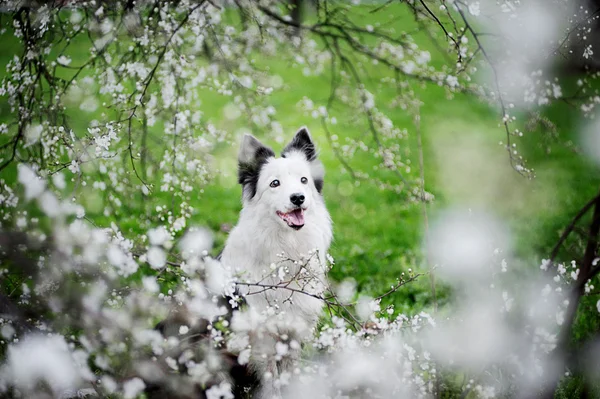 Frontière collie au printemps — Photo