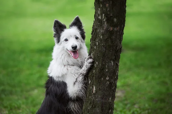 Printemps frontière collie portrait — Photo