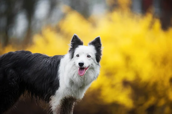 Portret rasy border collie wiosna — Zdjęcie stockowe