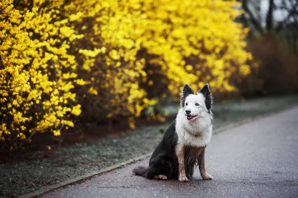 Printemps frontière collie portrait — Photo