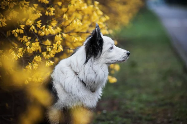 Printemps frontière collie portrait — Photo