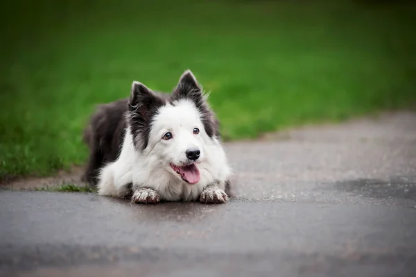 Portret rasy border collie wiosna — Zdjęcie stockowe