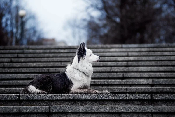 Retrato de primavera frontera collie — Foto de Stock