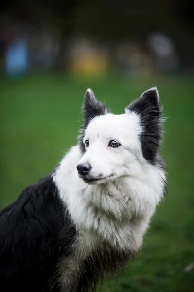 春のボーダー ・ コリー犬の肖像画 — ストック写真