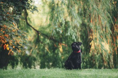Genç Minyatür Schnauzer